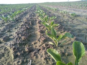 Buraki cukrowe Diplomat 