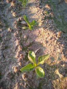 Buraki cukrowe Diplomat