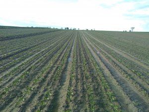 Buraki cukrowe Diplomat