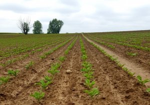 Buraki cukrowe Jagger