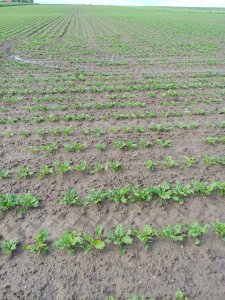 Buraki cukrowe Sombrero