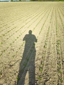 Buraki odmiana Marina 