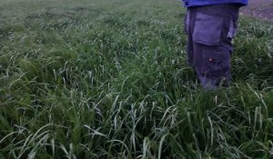 Dsv 2051 + koniczyna inkarnatka 