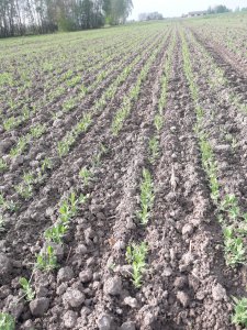 Groch batuta i mentor