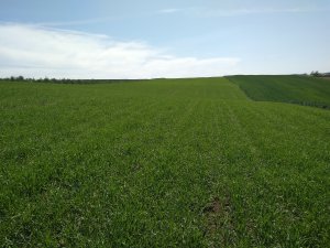 Jęczmień do skracania