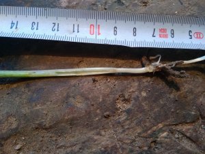 Jęczmień do skracania