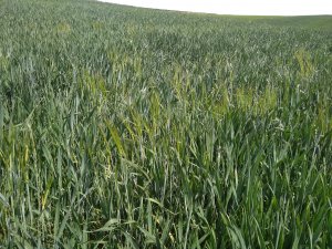 Jęczmień jary w pszenicy ozimej