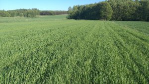 Jęczmień KWS Vermont