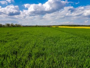 Jęczmień ozimy - 01.05.2020