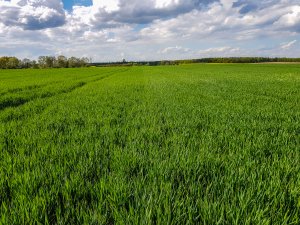 Jęczmień ozimy - 01.05.2020