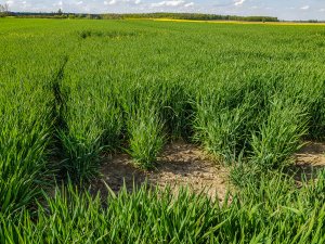 Jęczmień ozimy - 01.05.2020