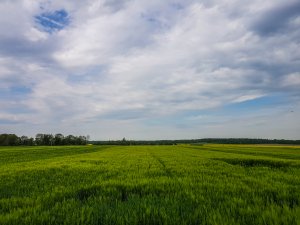 Jęczmień ozimy 10.05.2020