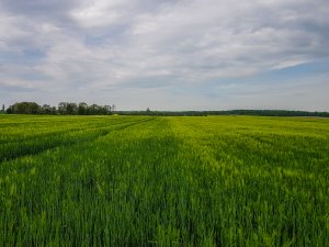 Jęczmień ozimy 10.05.2020