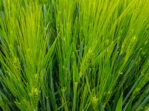 Jęczmień ozimy 10.05.2020