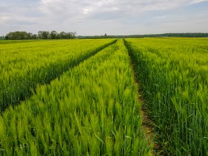 Jęczmień ozimy 10.05.2020