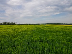 Jęczmień ozimy 10.05.2020