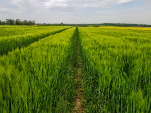 Jęczmień ozimy 10.05.2020