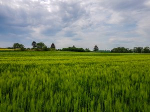 Jęczmień ozimy 10.05.2020