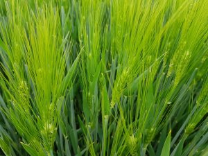 jęczmień ozimy 10.05