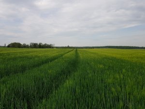 jęczmień ozimy 10.05