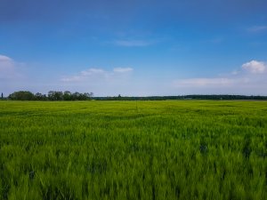 Jęczmień ozimy 17.05.2020