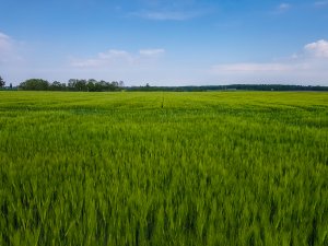 Jęczmień ozimy 17.05.2020