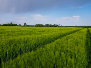 Jęczmień ozimy 17.05.2020