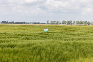 Jęczmień ozimy 24.05.2020