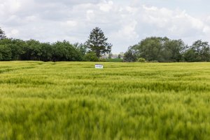 Jęczmień ozimy 24.05.2020