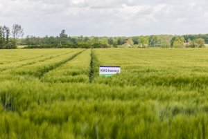 Jęczmień ozimy 24.05.2020