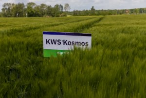Jęczmień ozimy 24.05.2020
