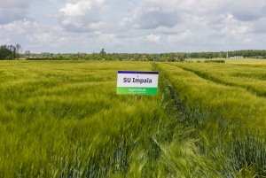 Jęczmień ozimy 24.05.2020