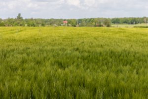 Jęczmień ozimy 24.05.2020