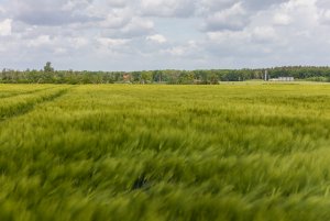 Jęczmień ozimy 24.05.2020
