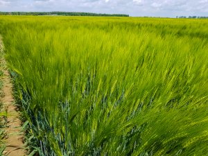 Jęczmień ozimy 24.05.2020