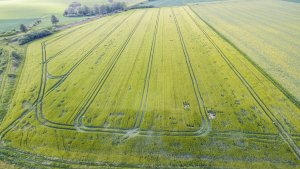 Jęczmień ozimy 30.05.2020