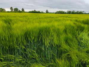 Jęczmień ozimy 30.05.2020