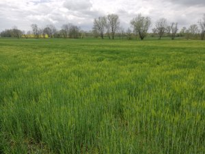 Jęczmień ozimy Antonella 03.05.2020