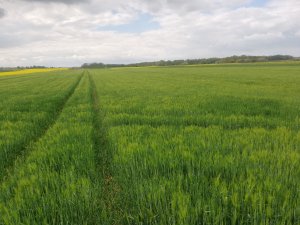 Jęczmień ozimy Antonella 03.05.2020