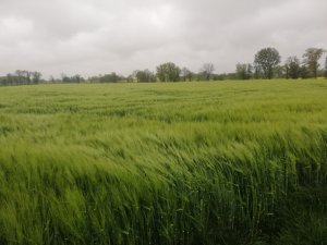Jęczmień ozimy Antonella 12-05-2020