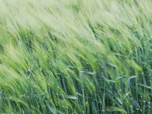 Jęczmień ozimy Antonella 12-05-2020