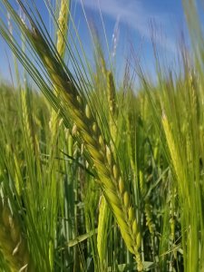 Jęczmień ozimy concordia