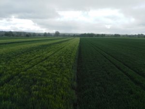 Jęczmień ozimy i pszenica Rotax