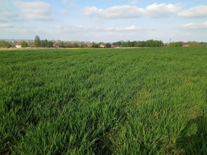 Jęczmień ozimy Quadriga