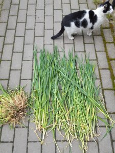 Jęczmień ozimy Sandra