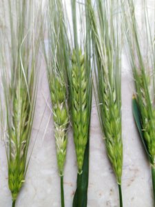 Jęczmień ozimy Saturn