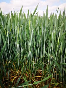 Kilimanjaro  26.05.2020