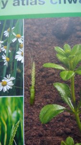 Kłos jęczmienia jarego