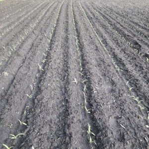 Kukurydza ES Inventive