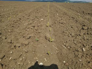 Kukurydza ES Inventive